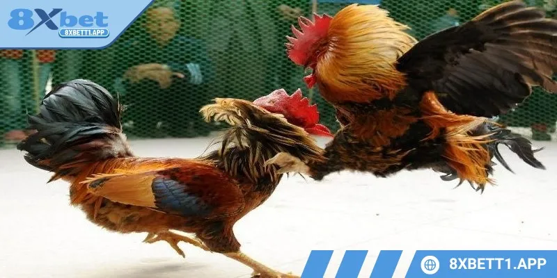 Đá gà tre mang đến cảm giác “chiến trường” thực thụ.
