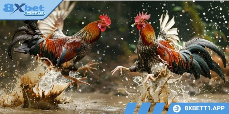 Cơ hội cược với đa dạng hình thức khác nhau