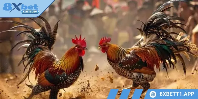 Những chú gà chiến, chất lượng, đào tạo kỹ lưỡng