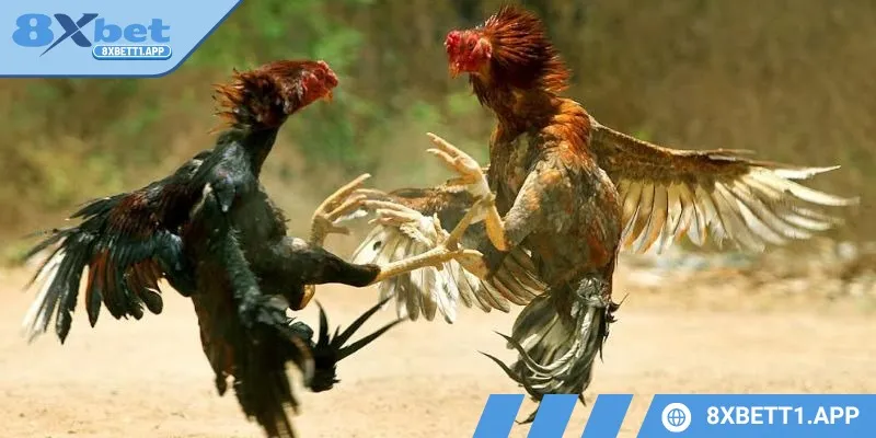Trực tiếp gà chọi C1 luôn là tâm điểm đáng chú ý của các sư kê